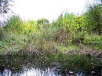 Shutzgebiet Engelbostel heute