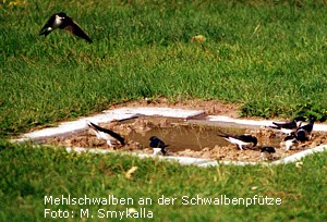 Schwalbenpfütze