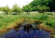 Teichanlage Streuobstwiese